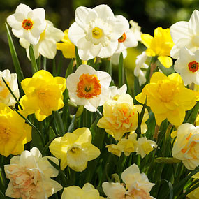 mixture of daffodil flowers