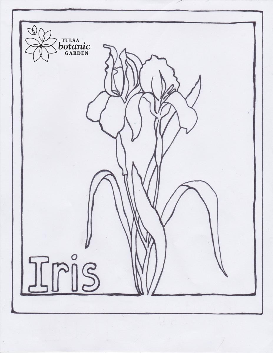 Iris Coloring Sheet