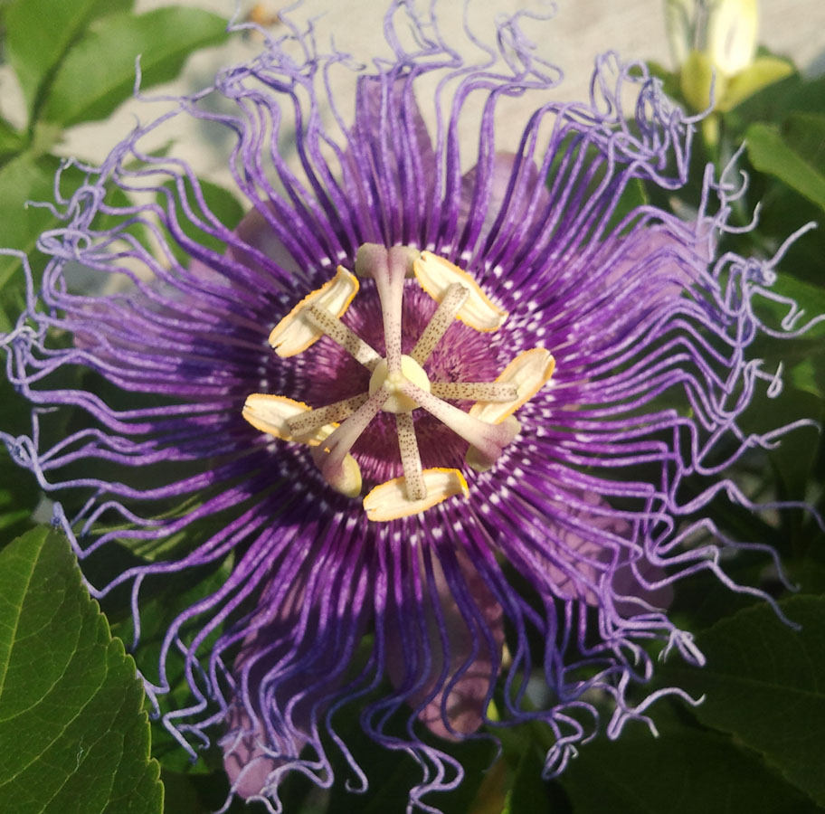 Passion flower