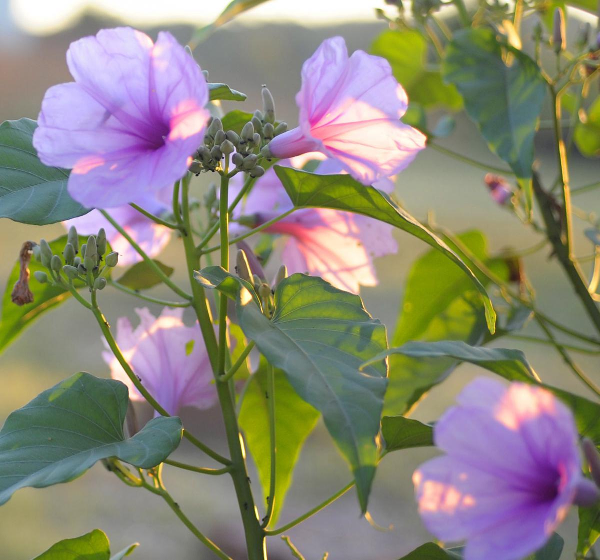 Pink morning glory