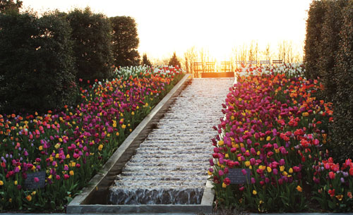 photo of tulips with sun setting
