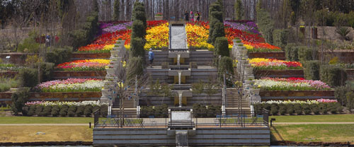 Photo of Tandy Floral Terraces garden with bright purple, red, orange and yellow tulips -taken from across lake
