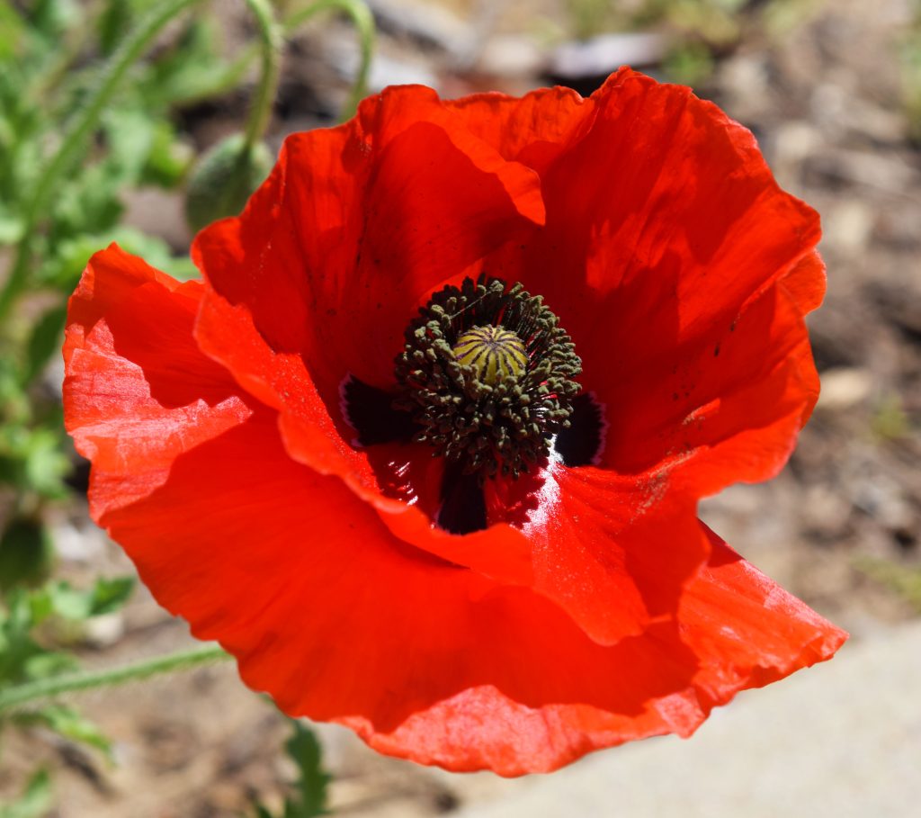 memorial-day-tulsa-botanic-gardentulsa-botanic-garden