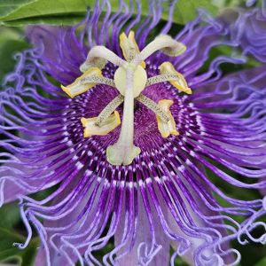 'Incense' passion flower