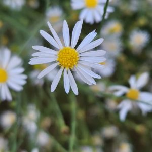 Dollhead's daisy