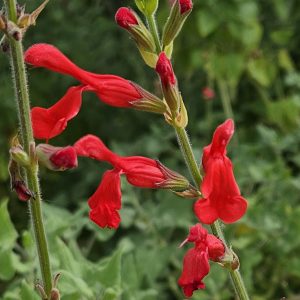 Salvia darcyi
