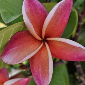 Plumeria