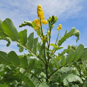 Popcorn plant